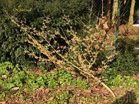 Hamamelis Luna 2015 02 07 3137
